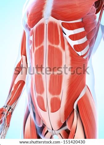 Muscle chart male muscle chart male stomach muscle diagram. Abdominal Anatomy Stock Photos, Images, & Pictures | Shutterstock