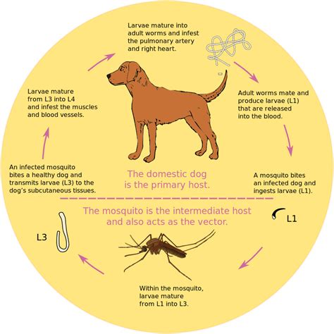 Tapeworm Life Cycle Diagram
