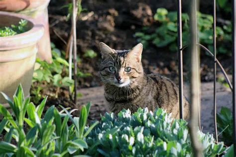 I'm sure i've mentioned once, twice, or a gazillion times that we're living in a construction zone at the moment. How to Plant a Cat Safe Flower Garden for your Pet