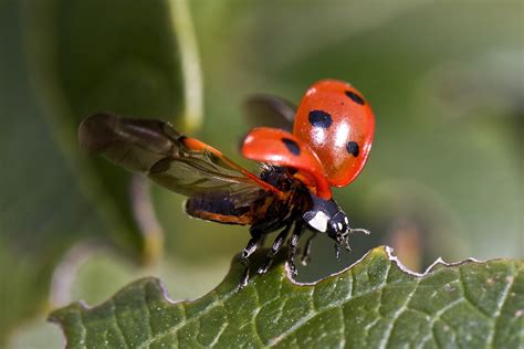Scientists Capture Movement Of Ladybug Wings For First Time Video
