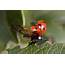 Scientists Capture Movement Of Ladybug Wings For First Time VIDEO