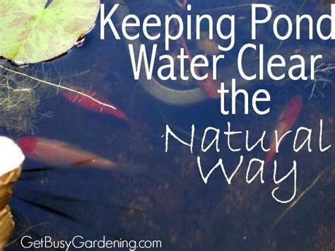 Lake weeds · pond weeds · free shipping · shop now How to keep pond water clear naturally, without using ...