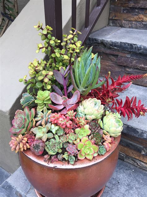 A variety of conditions might be required for your succulent to produce flowers, ranging from exposure to a specific number of hours of daylight and maturity of it's best to enjoy your succulent as a foliage plant and if you do happen to get flowers, consider it a happy bonus. Pin by Diane L Dumont on My flowers | Succulent garden ...