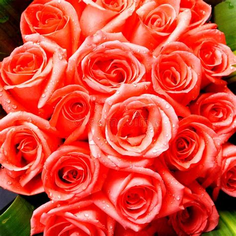 Bright Red Roses Bunch Stock Image Image Of Garden Clear 4175189