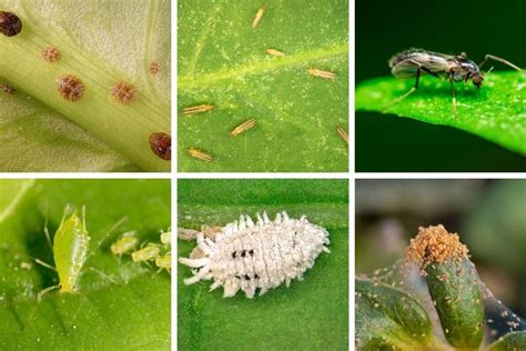 Learn To Identify Control And Prevent Common Houseplant Pests