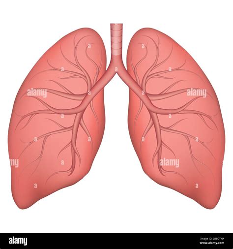 Lung Tissues Stock Vector Images Alamy