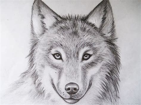 ᐈ Dibujos de Lobos【TOP】Lobos para dibujar a lapiz