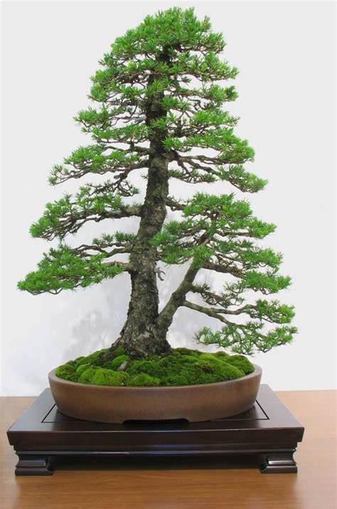 Jacaranda 'bonsai blue' marketed by monrovia is a true dwarf developed by kiyoshi sakai in japan. 15 best Jacaranda Mimosifolia Bonsai Tree images on ...