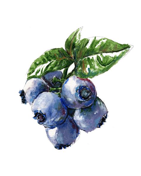 Blueberry Watercolor At PaintingValley Com Explore Collection Of