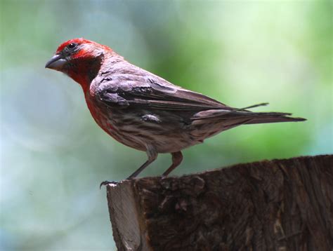 Birds Of Sedona Arizona Mias Place Oak Creek Canyon