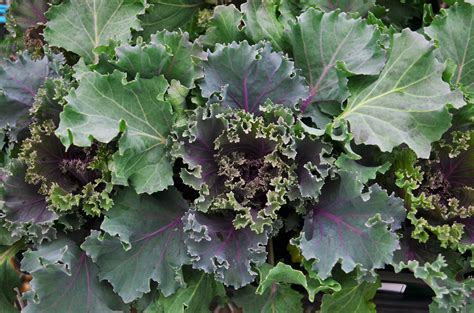 Ornamental Kale Brassica Oleracea Kamome Red From Hillcrest Nursery