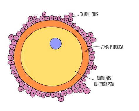 Sexual Reproduction And Meiosis Edexcel A — The Science Sauce