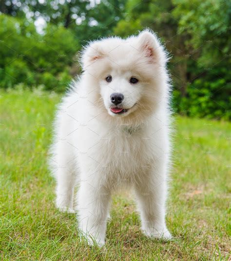 Funny Samoyed puppy dog in the | High-Quality Animal Stock Photos ~ Creative Market