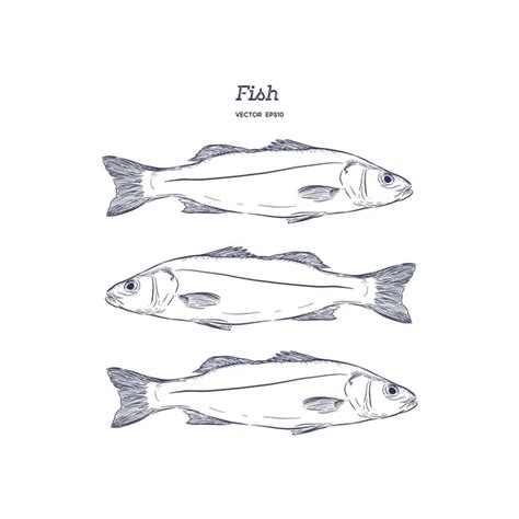 42 Snook Fish Vector Images Free And Royalty Free Snook Fish Vectors
