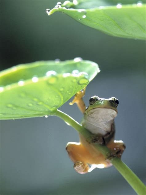 Free Download Rain Frog Wallpaper Windows 7 Bing 1742 Hd