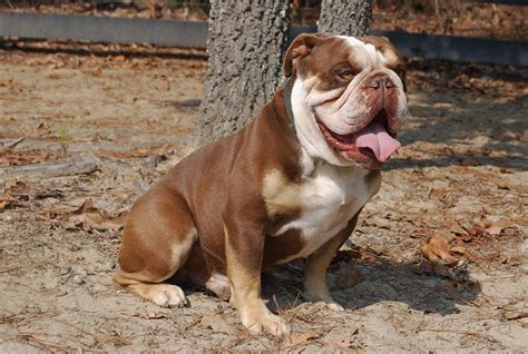At What Age Is A English Bulldog Full Grown