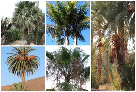 9 Arizona Palm Trees Native And Common Varieties