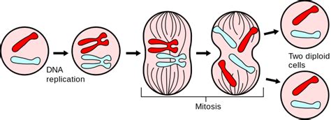 Cell Biologycell Divisionmitosis Wikibooks Open Books For An Open
