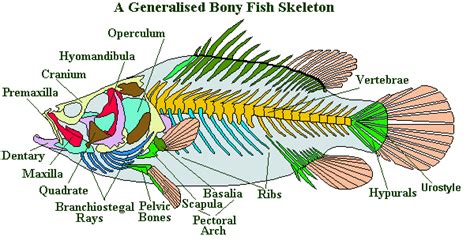 Cartilaginous Fish Unique Characteristics