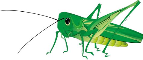 Grasshopper Clipart Green Clipart Grasshopper Green Transparent Free
