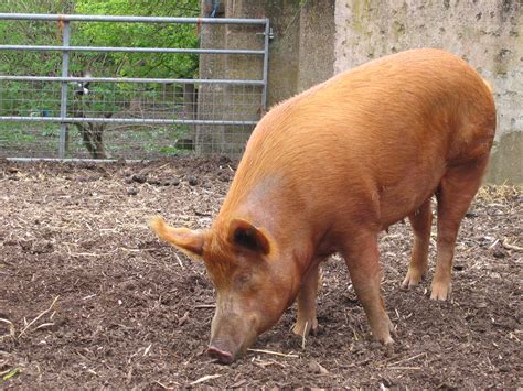 Filemudchute Farm Pig Side Wikipedia