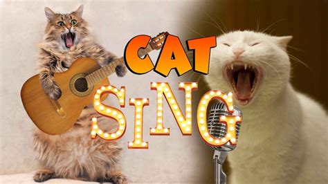 Best Of 2022 Top Funny Cat Singing Videos Try Not To Laugh Youtube