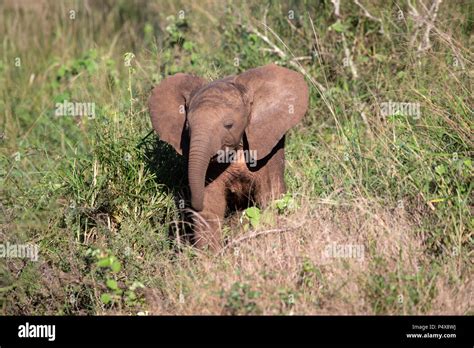 Baby African Elephant Loxodonta Africana Exploring The African Bush
