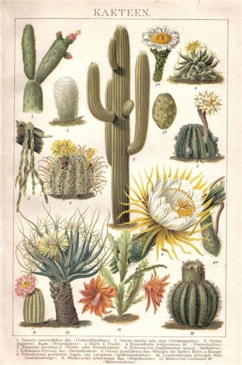 Image result for saguaro flower fine print | Botanical drawings