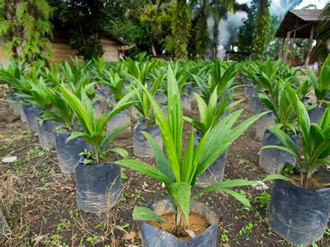 Mix 10 ml of green plus to every 3 litres of water for spraying oil palm seedlings in the nursery or young palms in the field at fortnightly intervals. Palm nursery | SNV-Indonesia REAP / Palm Oil using ...