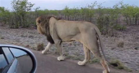 dude teases  lion    healthy dose  instant karma