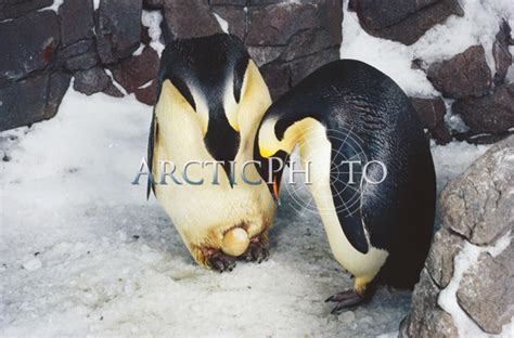 Pair Of Emperor Penguins About To Exchange Their Egg Captive Birds