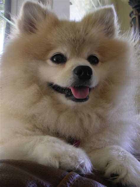 Pomeranian Beauty Nanny To My Children And Best Dog Eve