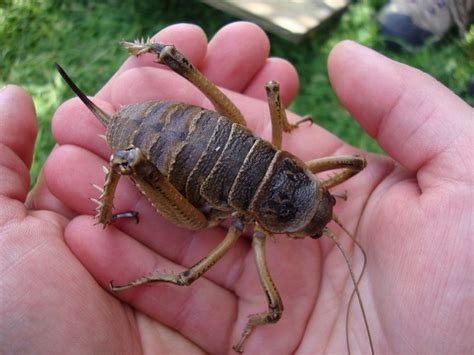10 Really Weird And Gross Insects 2