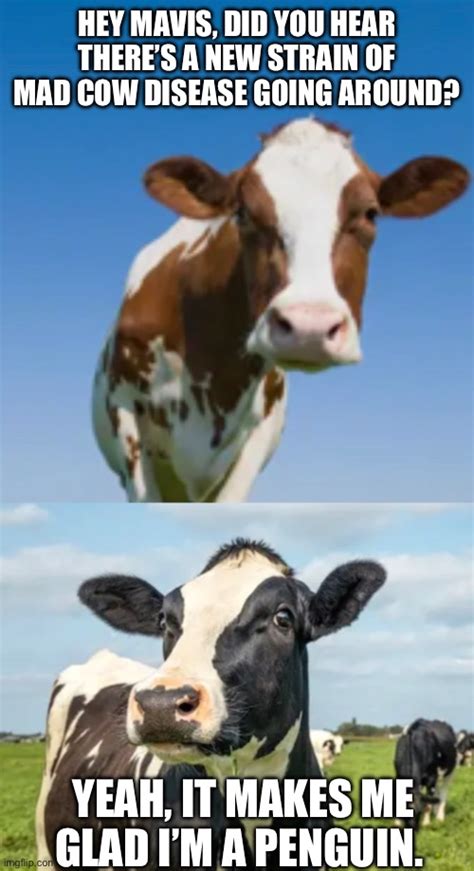 Mad Cows Imgflip
