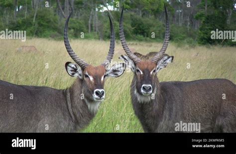 Waterbucks Stock Videos And Footage Hd And 4k Video Clips Alamy