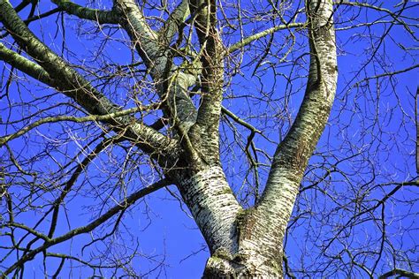 Birch Tree Free Photo On Pixabay