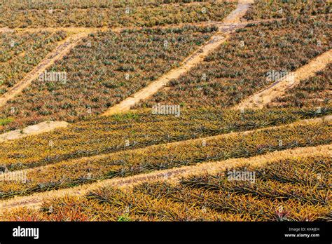 Pineapple Plantation In Northern Thailand Stock Photo Alamy