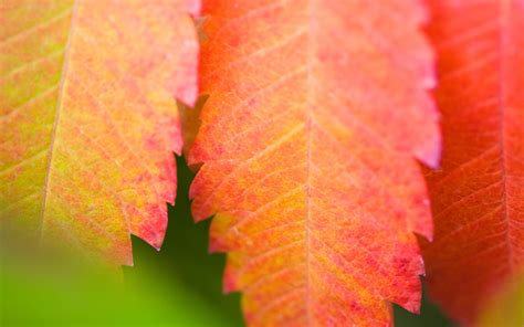 3840x2160 Resolution Photography Of Pink And Orange Leaves Hd