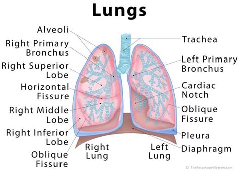 Anatomy Of Lungs And Mcqs For Neet Gpatnursing Exams Gpatindia