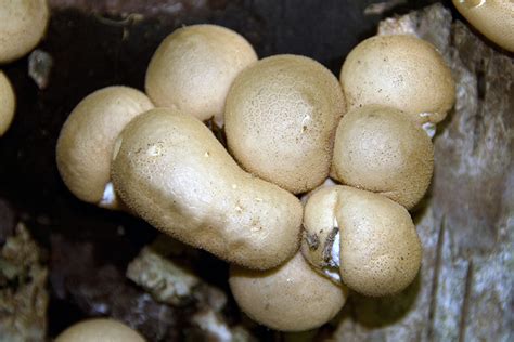 Edible Puffball Mushroom Hunting And Identification Shroomery
