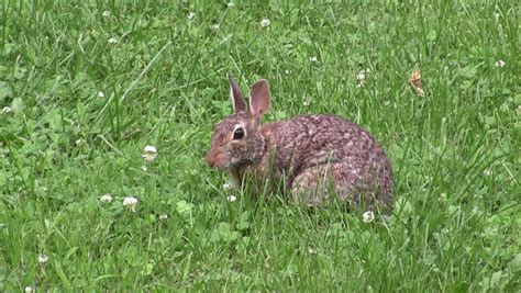 Wild Rabbit Eating Grass And Gets Startled Stock Footage