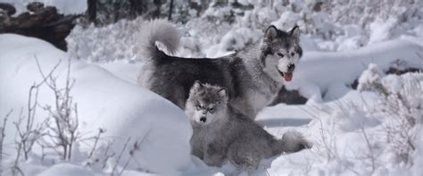 This bright eyed akc alaskan malamute puppy is looking for a loving furever family! Alaskan Malamute Puppies for Sale | Snowlion Alaskan ...