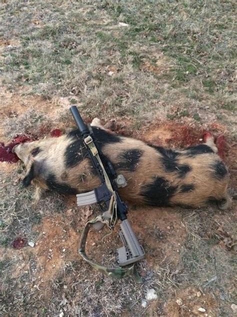 Maybe you would like to learn more about one of these? Hog Hunting with .223/5.56