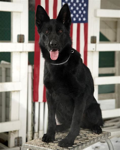 German Shepherd Black Dog Military Canine Portrait Working Dog