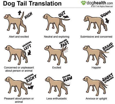 Dog Tail Movement And Position Can Be Quite Expressive Dog Body