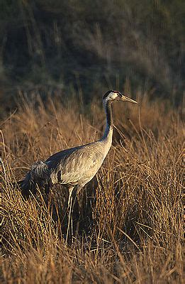 Crane (bird of the family gruidae). Kranich - Wikipedia