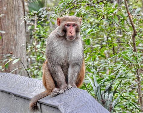 Wild Rhesus Macaque Monkey At Silver Springs State Park Villages