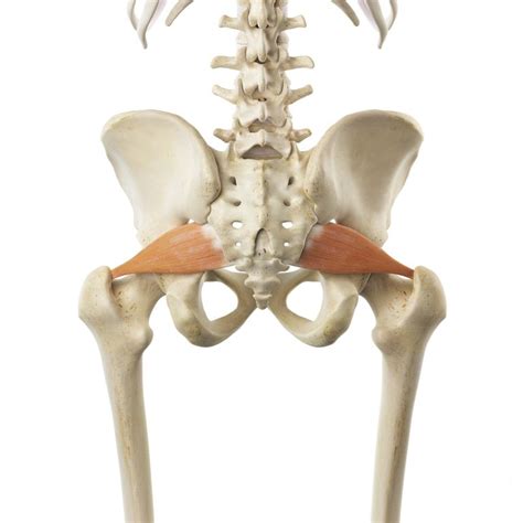 Piriformis Syndrome Understanding Causes And Treatment