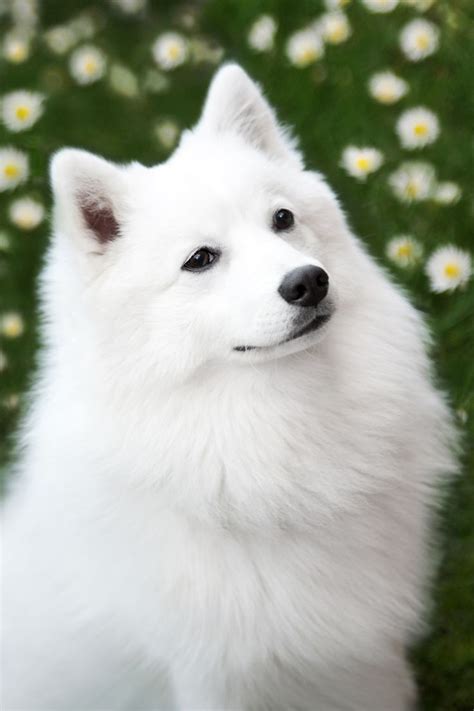 Beautiful Japanese Spitz Dog Dogs Pinterest