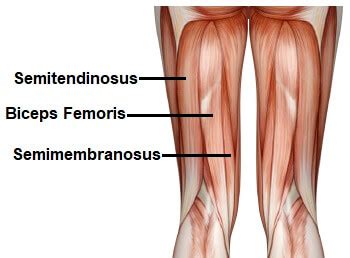 Biceps Femoris Muscle Anatomy Function Knee Pain Explained